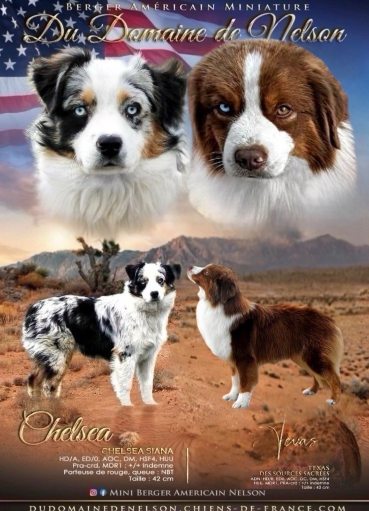 du domaine de nelson - Berger Américain Miniature  - Portée née le 26/09/2025