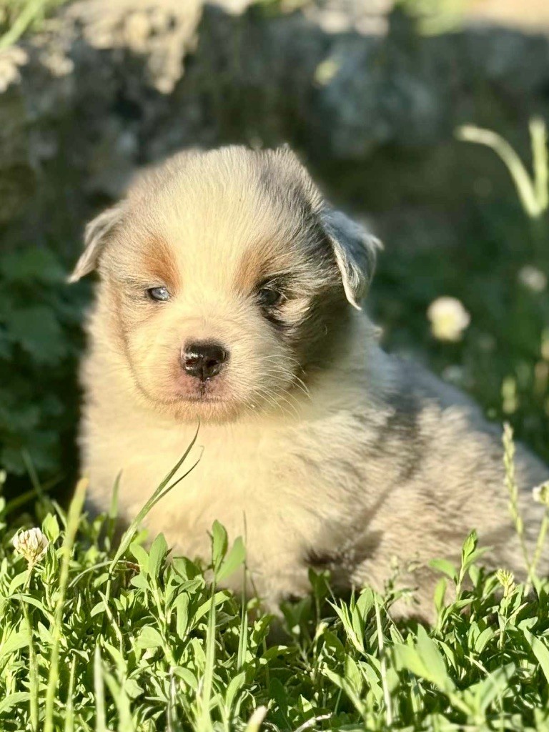 du domaine de nelson - Chiots disponibles - Berger Américain Miniature 